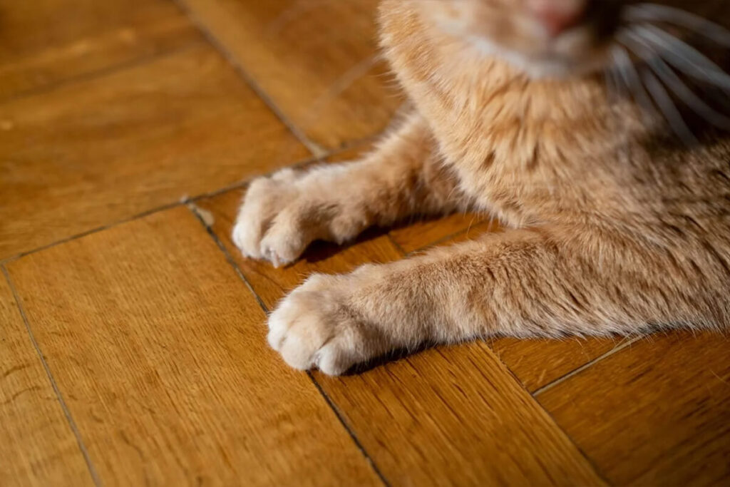 wood flooring scratches pets