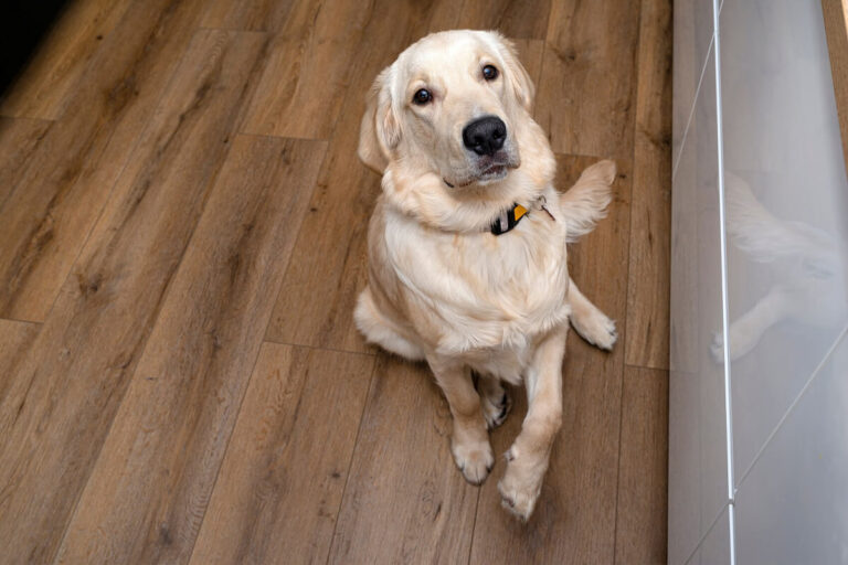 best flooring options for pets