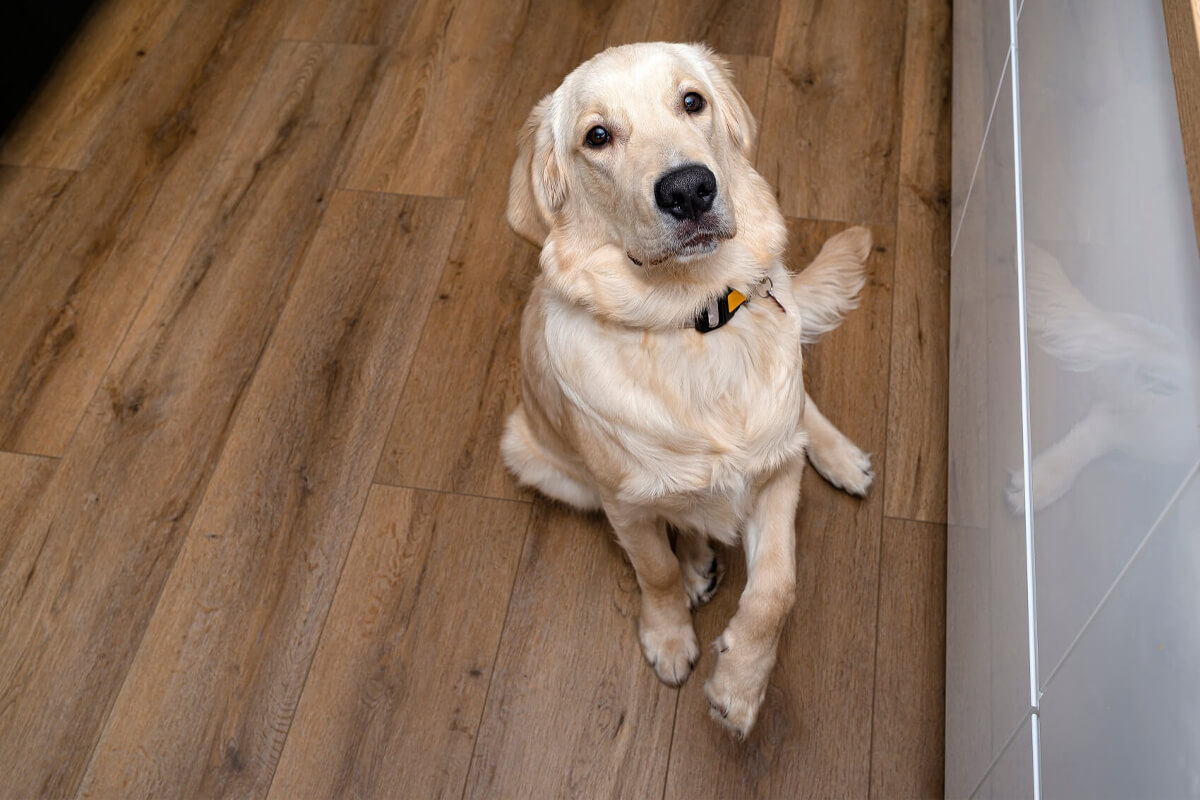 best flooring options for pets
